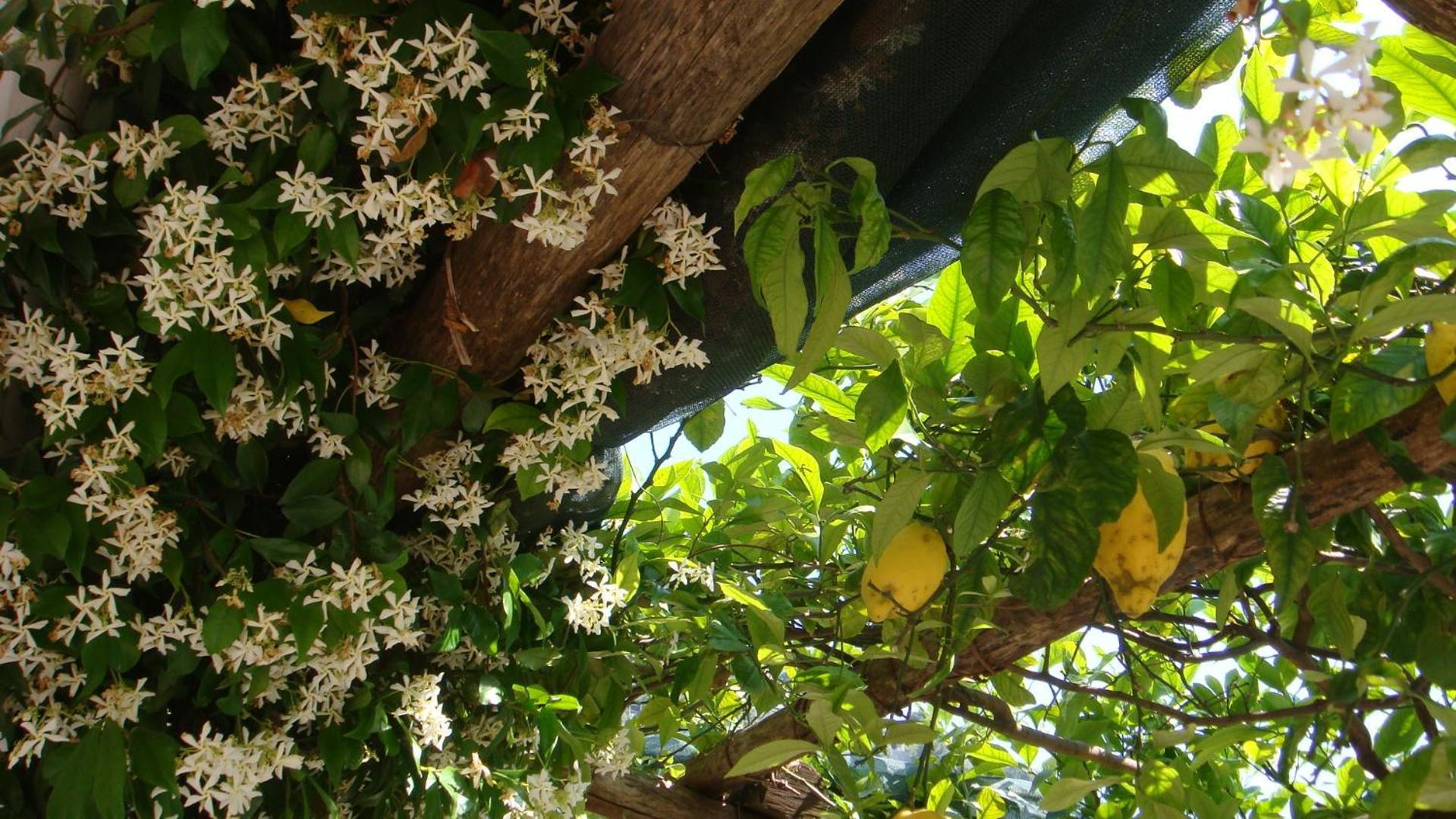 Villa Rina Amalfi Exteriér fotografie